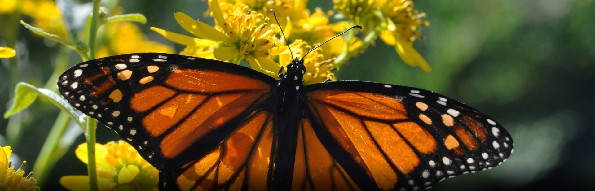 Monarch Butterflies Kentucky Department of Fish & Wildlife